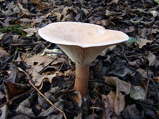 giant funnel